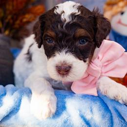Almond Joy - Tri-color female Bernedoodle puppy in Richmond, Texas from Harper’s Heartbeats