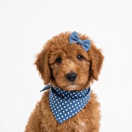 POPPY new price REDUCED BY 1100 - Apricot male Goldendoodle puppy in Independence, Oregon from ANKENY DOODLES