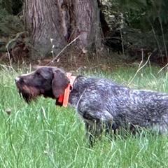 German Wirehaired Pointers from German Wirehaired Versatility Dogs