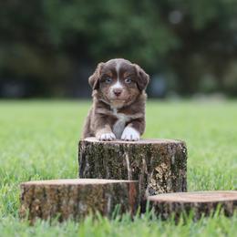Apollo - Red merle male Miniature Australian Shepherd puppy in White Oak, Texas from Triple Lake Ranch Miniature Australian Shepherds