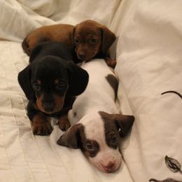 Dachshund Puppies from Riverside Doxies