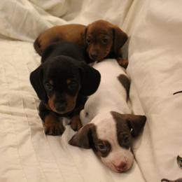 Dachshund Puppies from Riverside Doxies