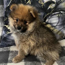 Simba - Orange male Pomeranian puppy in Edinburg, Texas from Divine Valley Poms