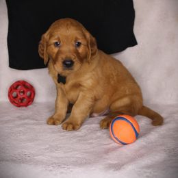 Bernese Mountain Dog and Golden Retriever Puppies from Colson Kennels