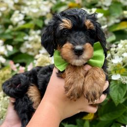 Green boy - Phantom male Bernedoodle puppy in Altura, Minnesota from Whitewater Bernedoodles & Bluffside Berners