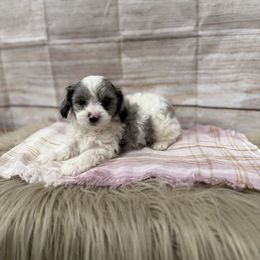Rose - Merle female Cavapoo puppy in Logan, Utah from Mountain View Doodles