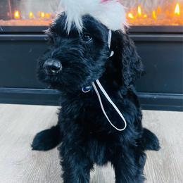Puppy 14 - Black female Whoodle puppy in Corinth, Maine from Whoodles of Maine