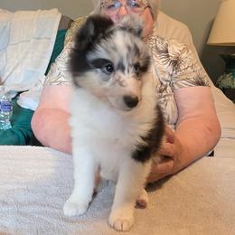 Rosie - Blue merle white and tan female Shetland Sheepdog puppy in Hansford, West Virginia from Belmar Shetland Sheepdogs