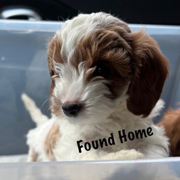 Cavapoo Puppies from QuiGents