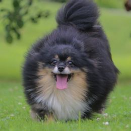 Fantasy - Pomeranian