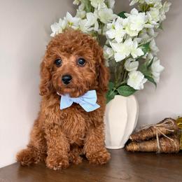 Dustin - Blue - Red male Cavapoo puppy in South Jordan, Utah from Simply Sweet Paws. LLC
