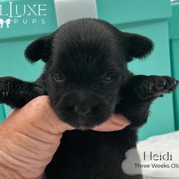 Heidi - Black and tan female Yorkshire Terrier puppy in Scottsdale, Arizona from Lil Luxe Pups