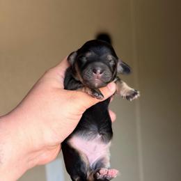 Daphne - Black and cream female Dachshund puppy in Hornbeck, Louisiana from A&Z Mini Dachshunds