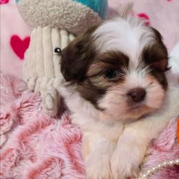 Charlie - Liver and white male Shih Tzu puppy in Bandera, Texas from Pup Cakes