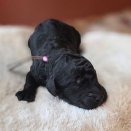 Alani Nu - Black female Poodle puppy in Springfield, Oregon from Valaurah Farms