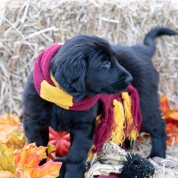 American Hairless Terrier and Flat-Coated Retriever Puppies from Inspired Flat-Coated Retrievers and American Hairless Terriers