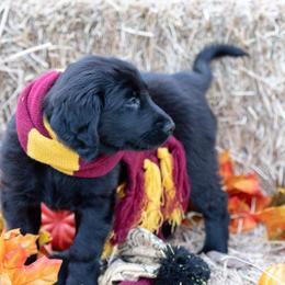 American Hairless Terrier and Flat-Coated Retriever Puppies from Inspired Flat-Coated Retrievers and American Hairless Terriers