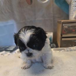April - Black and white female Shihpoo puppy in Mesa, Arizona from House of Zen Shihtzus