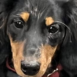 Macie - Dachshund