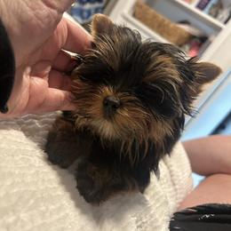 Gray Collar - Black and tan male Yorkshire Terrier puppy in Fairfield, Connecticut from Yorkie Divas