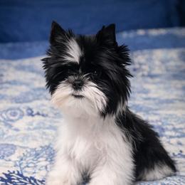 Asher - Yorkshire Terrier