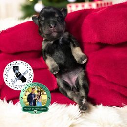 Pink Collar - Black and silver female Miniature Schnauzer puppy in Sacramento, California from Hardcastle Family Schnauzer’s