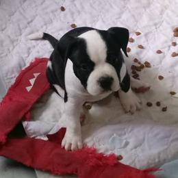 American Bully Puppies from Bolt Action Kennel