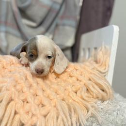 Candy - Piebald female Dachshund puppy in Decatur, Mississippi from KP Dachshunds