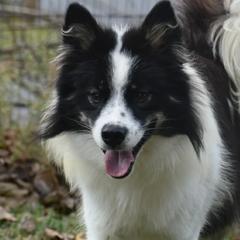 Picasso - Nenets Herding Laika