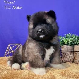 AKC Posie - Brown, black overlay female Akita puppy in Chillicothe, Missouri from TLC Akitas