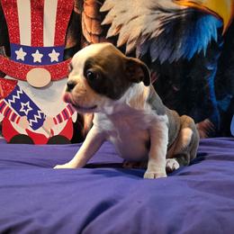 Tootsie Mae - Blue female Boston Terrier puppy in Kingsport, Tennessee from Irish Heart Bostons
