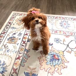 Cavapoo and Goldendoodle Puppies from French Creek Doodles