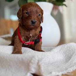Ruby - Red female Australian Labradoodle puppy in Auburn, California from Poodles and Labradoodles breeder