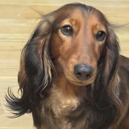 Berlin - Dachshund