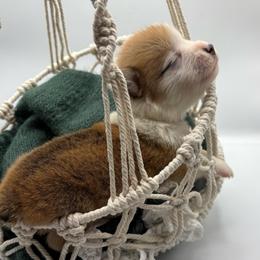 Purple Collar - Red male Pembroke Welsh Corgi puppy in Abingdon, Virginia from Em-K Kennels