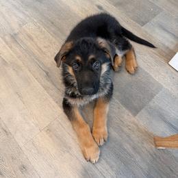 Blue - Black and red male German Shepherd puppy in Sacramento, California from Von Blackwolf German Shepherds