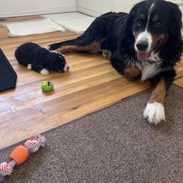 Bernese Mountain Dog Puppies from Bastian Mountain Dogs