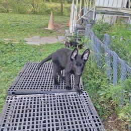 Ivan vom LegendLand - Black male German Shepherd puppy in Hillsborough County, Florida from Vom Legend Land