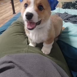 Black Thumb's All In - Sable male Pembroke Welsh Corgi puppy in Easley, South Carolina from Black Thumb Homestead