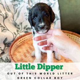 Little Dipper -- Green Collar Male - male Newfypoo puppy in Alto, Georgia from KelleyDoodles