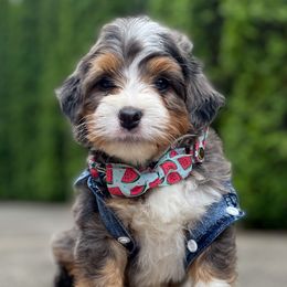 Ted - Bernedoodle puppy in Washougal, Washington from Sandy Creek Bernedoodles