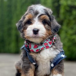 Ted - Bernedoodle puppy in Washougal, Washington from Sandy Creek Bernedoodles