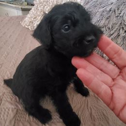 Ziggy - Black and tan male Schnoodle puppy in Arkansas from Harper's Pups