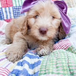 Purple collar - Cream female Goldendoodle puppy in San Antonio, Texas from Pasatiempo Ranch