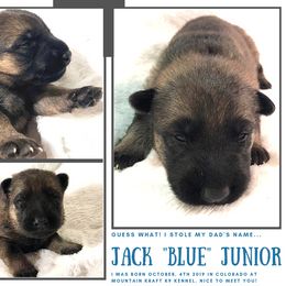 German Shepherd Puppies from Mountain Kraft K9 Kennel
