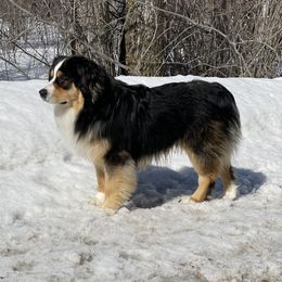Tucker - Miniature Australian Shepherd