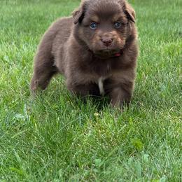 Laramie - Red tri female Miniature Australian Shepherd puppy in New London, Minnesota from Broken T Australian Shepherds