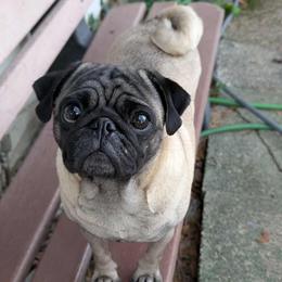 Winnie - Pug