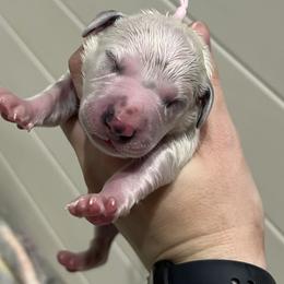 Light pink - White and black female Dalmatian puppy in Austin, Texas from Dazzling Dalz