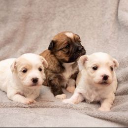 Havanese from Tiffany Taylor's Havanese
